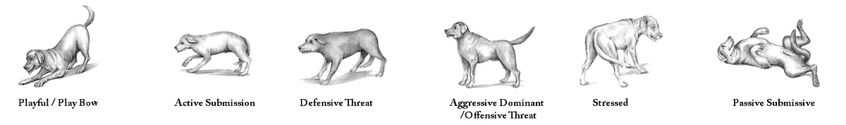 Dog postures